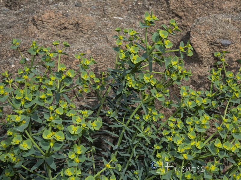 Euphorbia guadalhorcensis.19