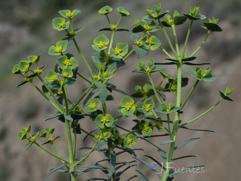 Euphorbia guadalhorcensis.20