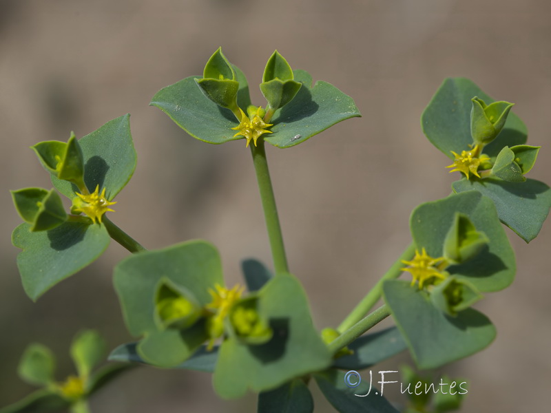 Euphorbia guadalhorcensis.21