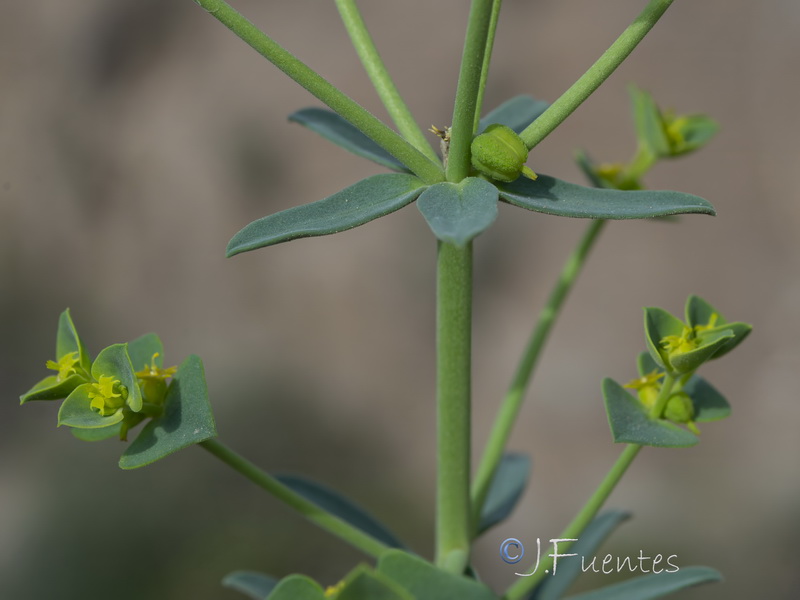 Euphorbia guadalhorcensis.22