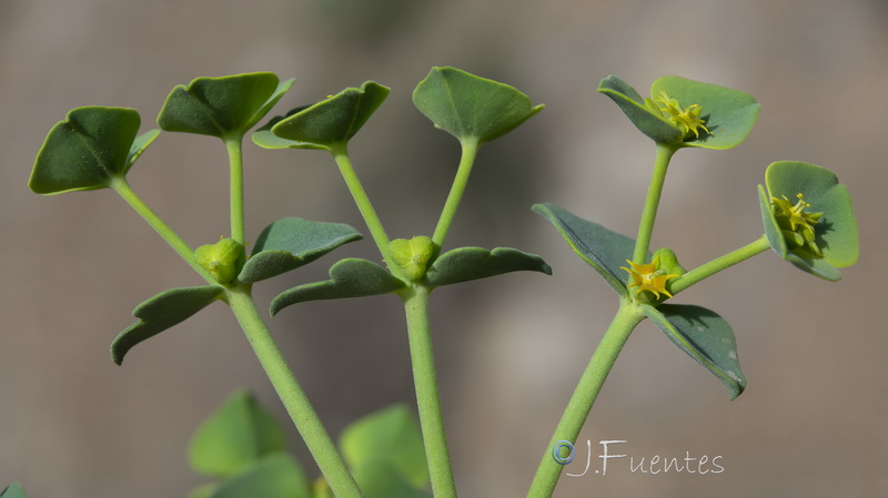 Euphorbia guadalhorcensis.23
