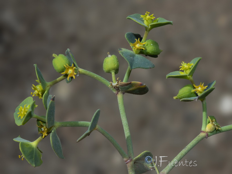 Euphorbia guadalhorcensis.24