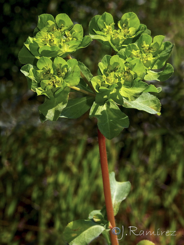Euphorbia helioscopia helioscopia.01