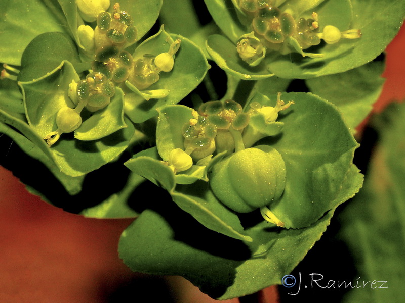 Euphorbia helioscopia helioscopia.04