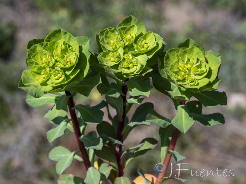 Euphorbia helioscopia helioscopia.05