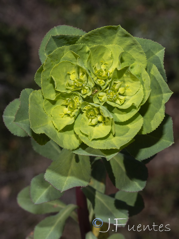 Euphorbia helioscopia helioscopia.02