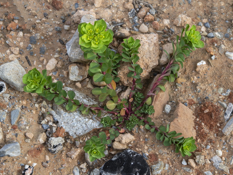 Euphorbia helioscopia helioscopia.09