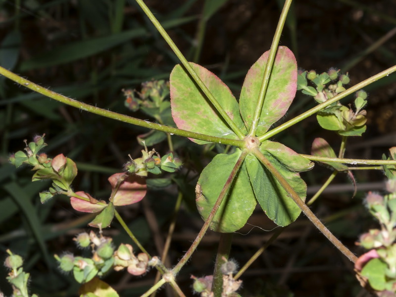 Euphorbia hirsuta.03