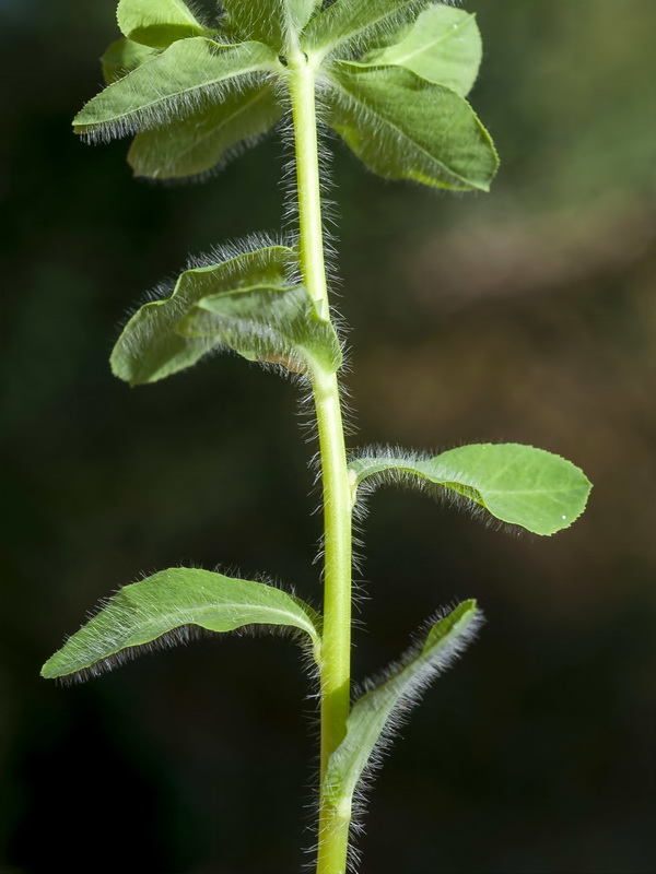 Euphorbia hirsuta.04