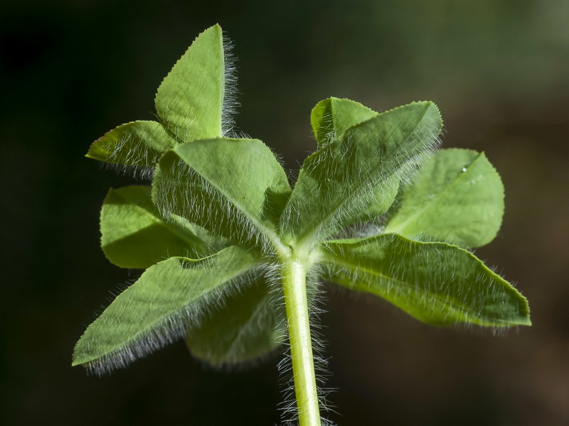 Euphorbia hirsuta.05