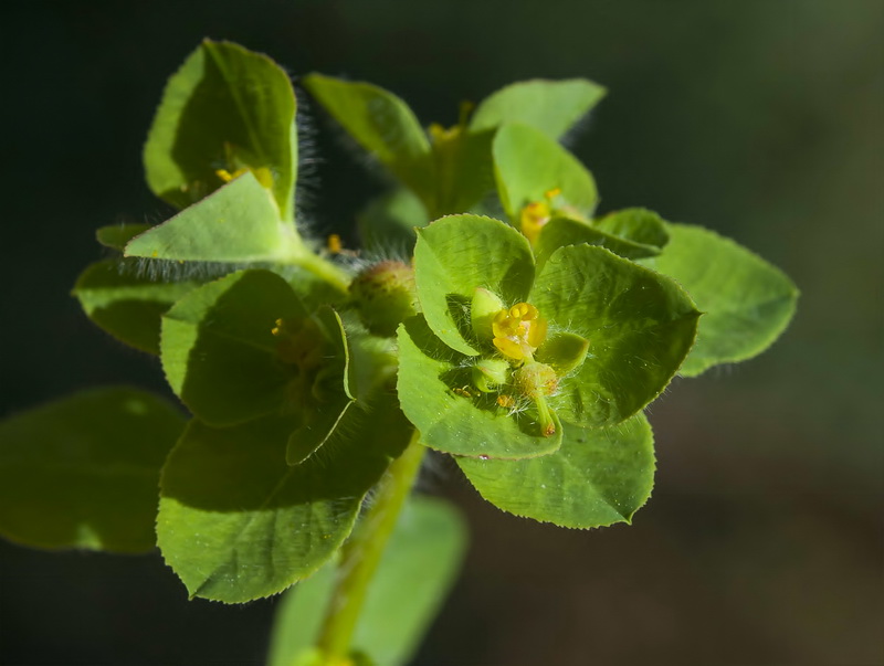 Euphorbia hirsuta.07