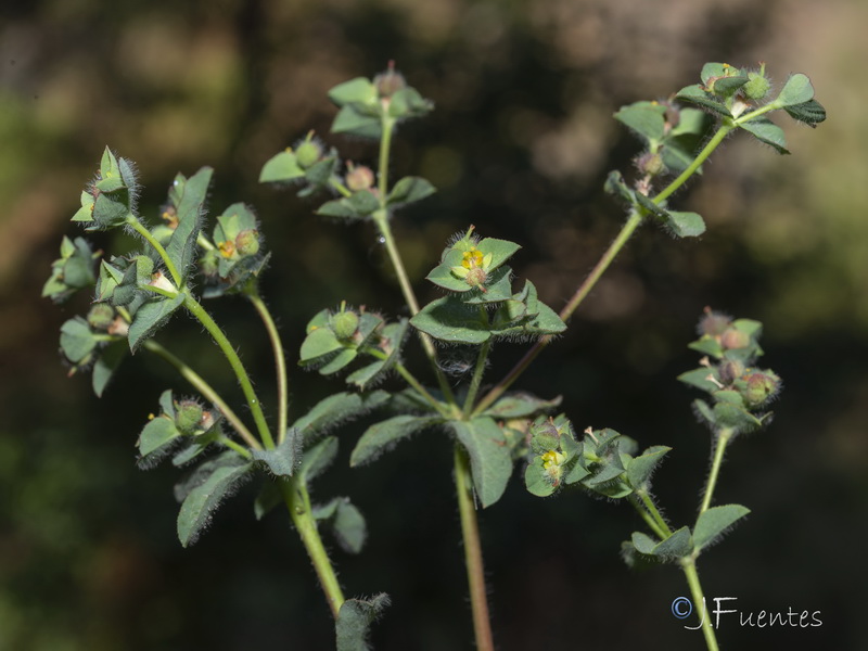 Euphorbia hirsuta.13