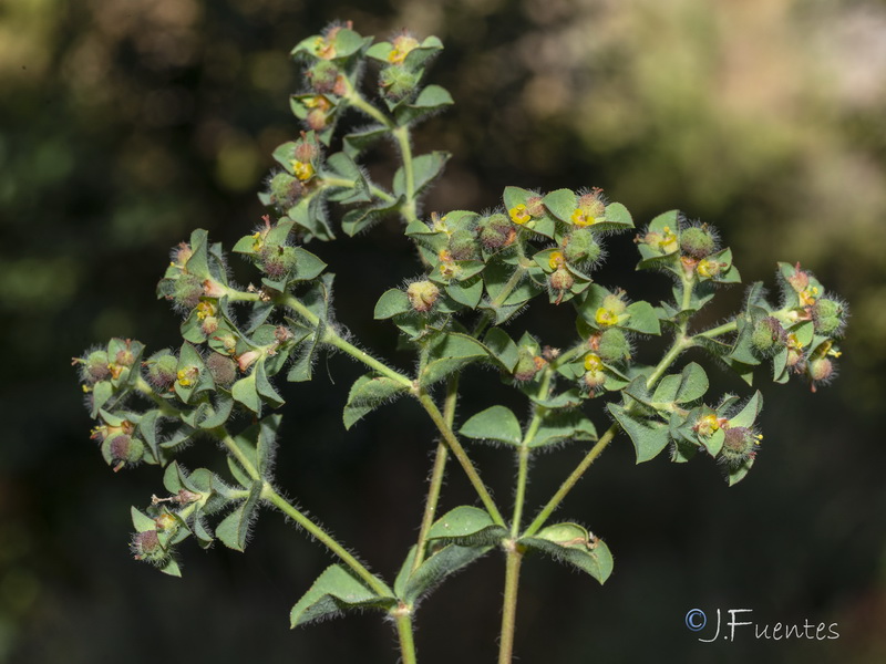Euphorbia hirsuta.14