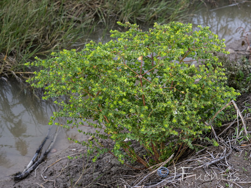 Euphorbia hirsuta.17