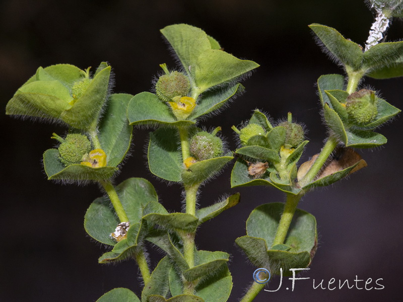 Euphorbia hirsuta.11