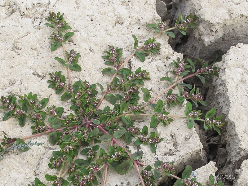 Euphorbia humistrata.02