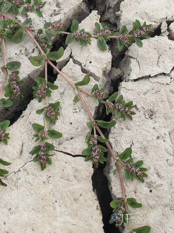 Euphorbia humistrata.03