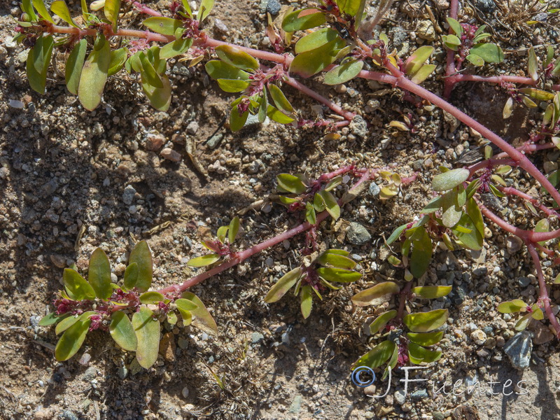 Euphorbia humistrata.05