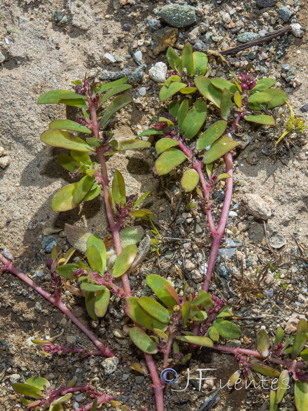Euphorbia humistrata.06