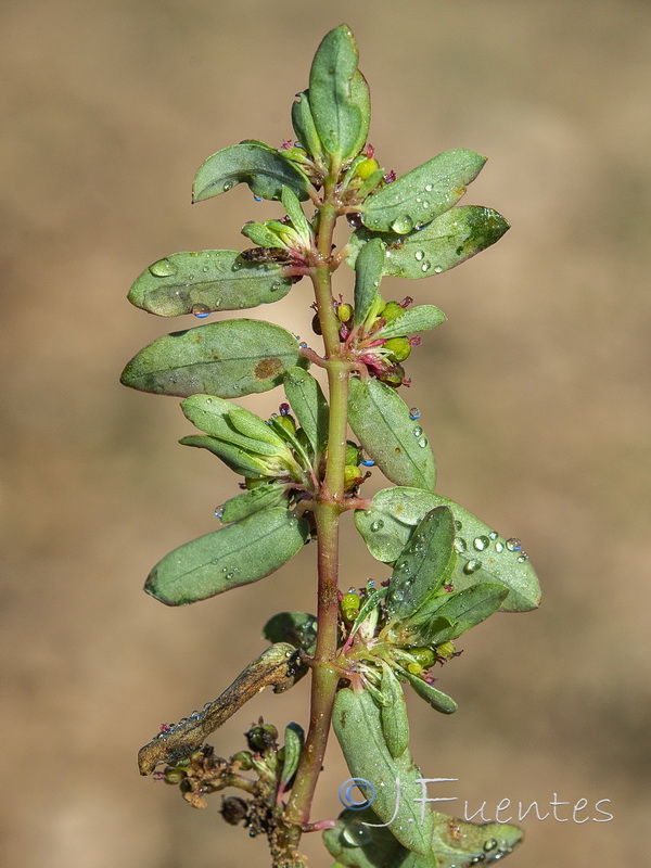 Euphorbia humistrata.07