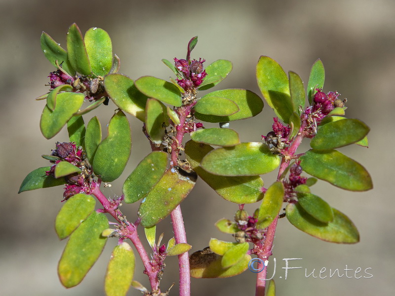 Euphorbia humistrata.08
