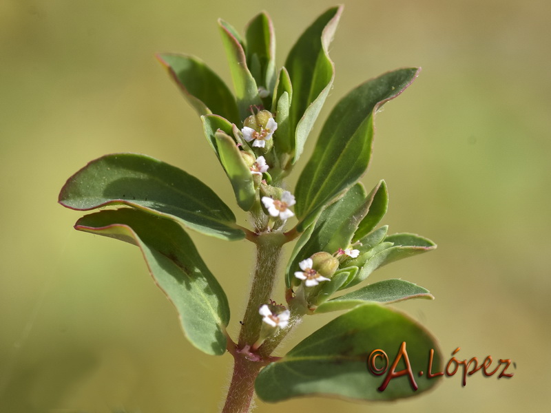 Euphorbia humistrata.15