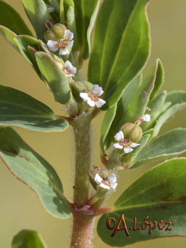 Euphorbia humistrata.17