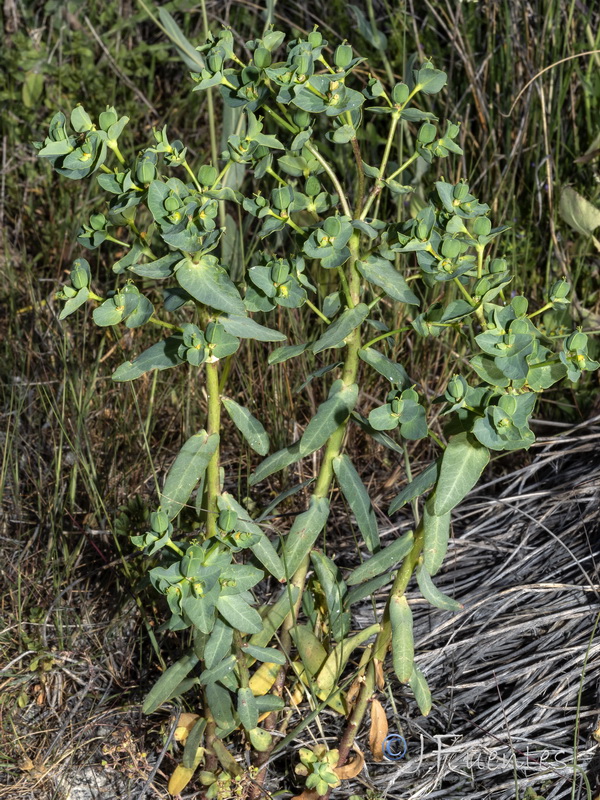 Euphorbia lagascae.01