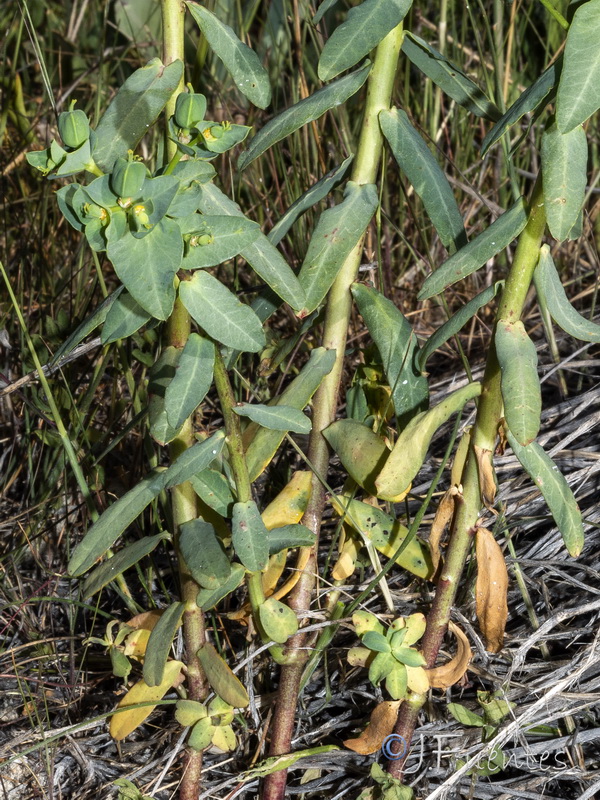 Euphorbia lagascae.02