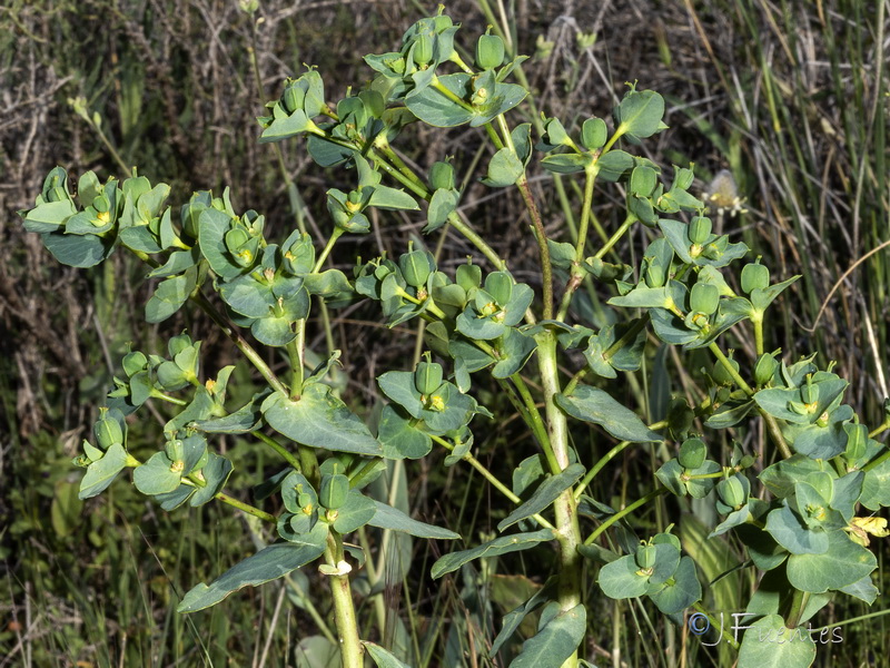 Euphorbia lagascae.03