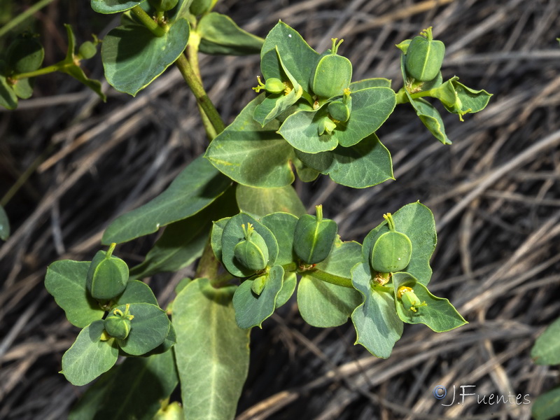 Euphorbia lagascae.04