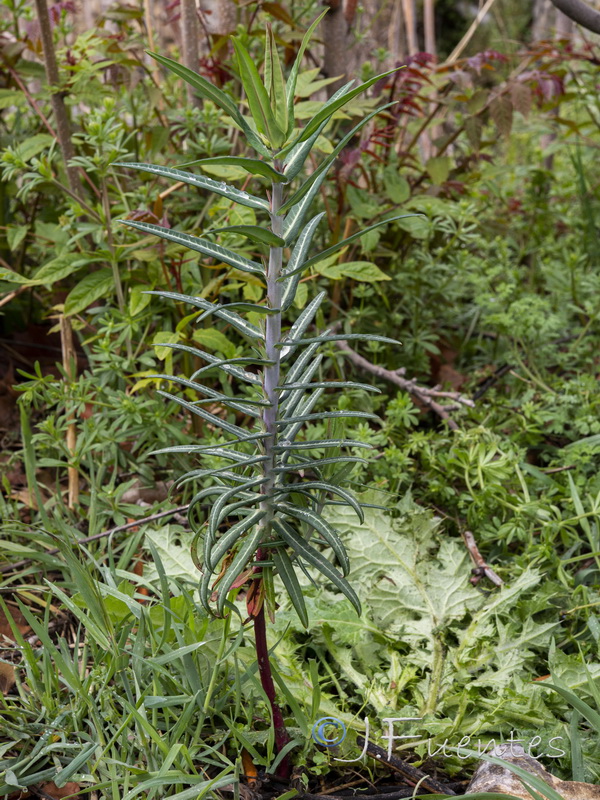 Euphorbia lathyris.01