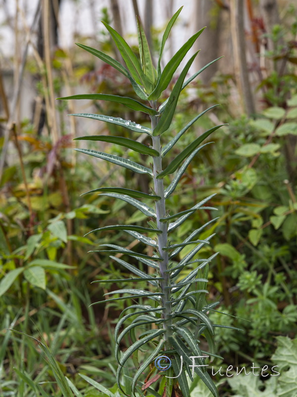 Euphorbia lathyris.02