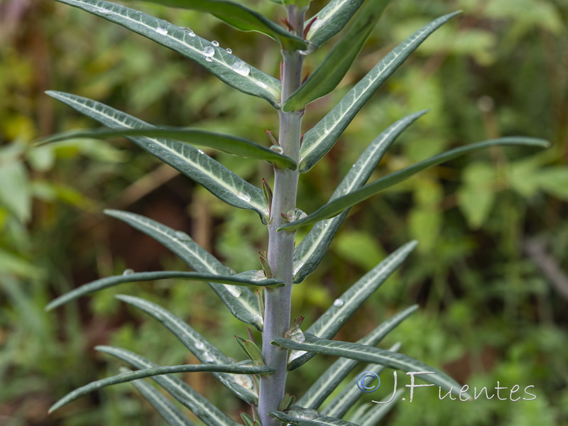 Euphorbia lathyris.03
