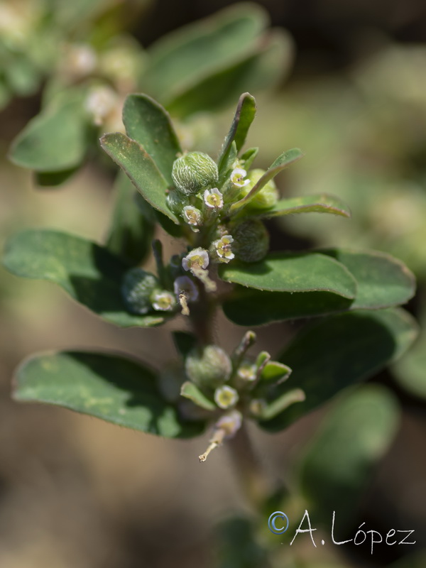 Euphorbia maculata.22
