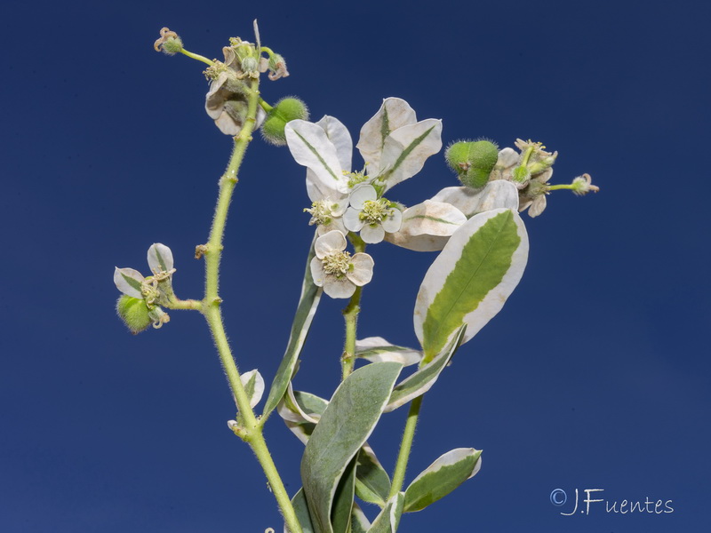 Euphorbia marginata.01