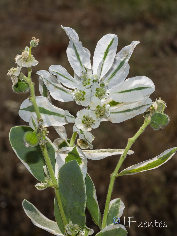 Euphorbia marginata.02