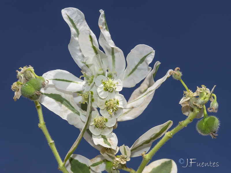 Euphorbia marginata.04