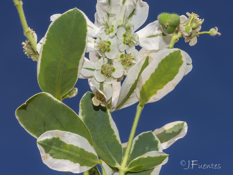 Euphorbia marginata.05