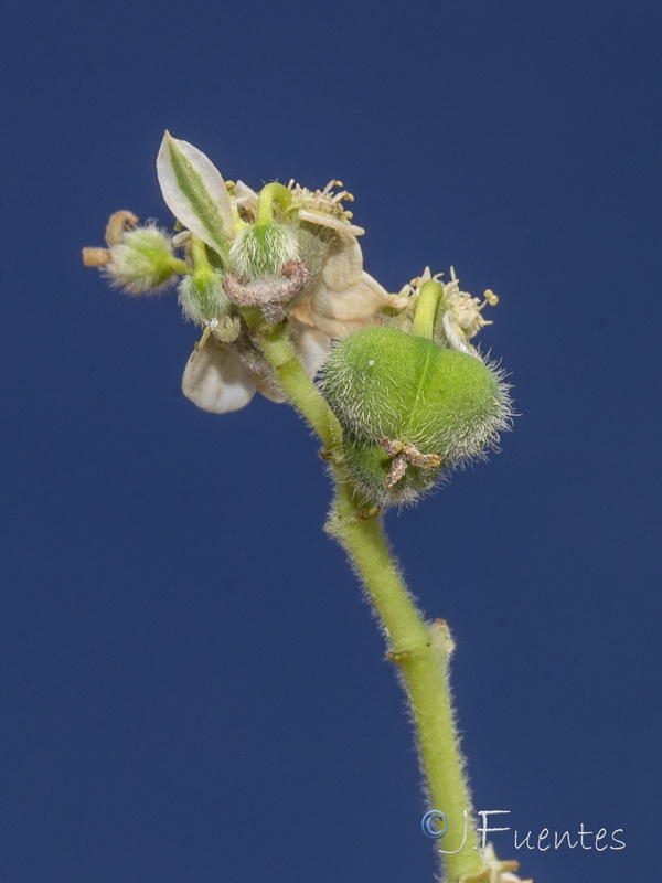 Euphorbia marginata.06
