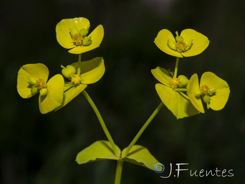 Euphorbia medicaginea.05