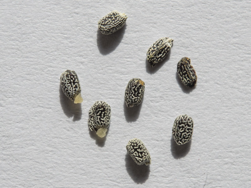 Euphorbia medicaginea.06