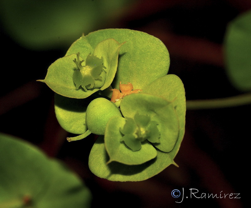 Euphorbia medicaginea.02