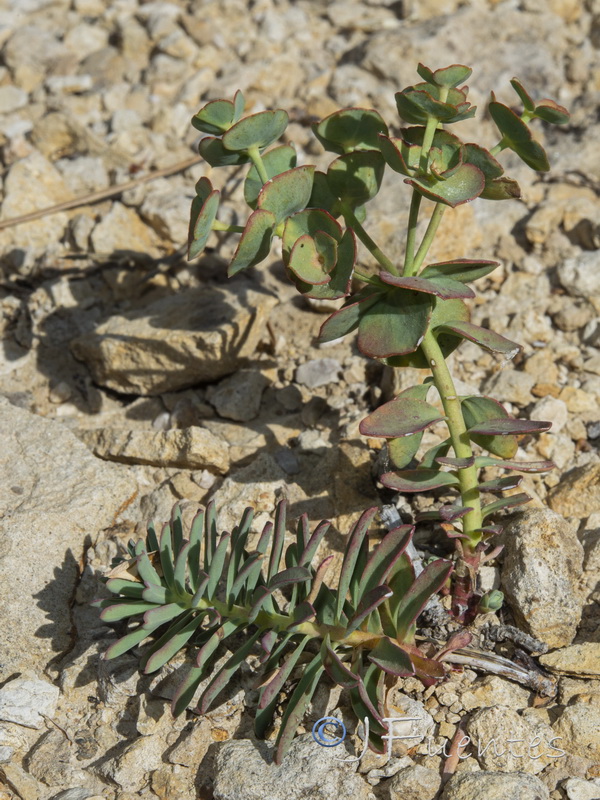 Euphorbia minuta minuta.02