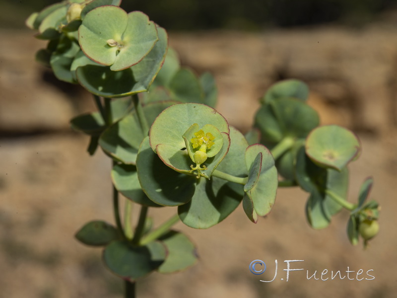 Euphorbia minuta minuta.04