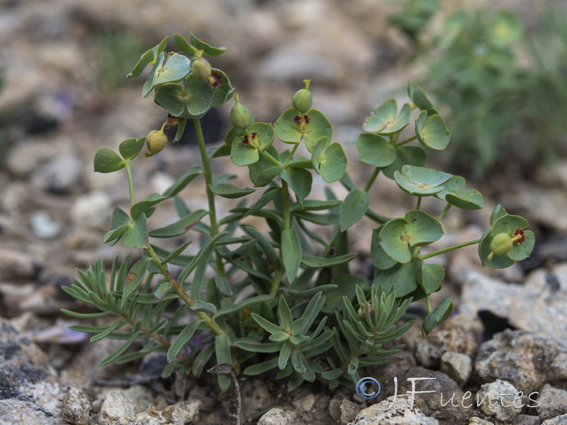 Euphorbia minuta minuta.06