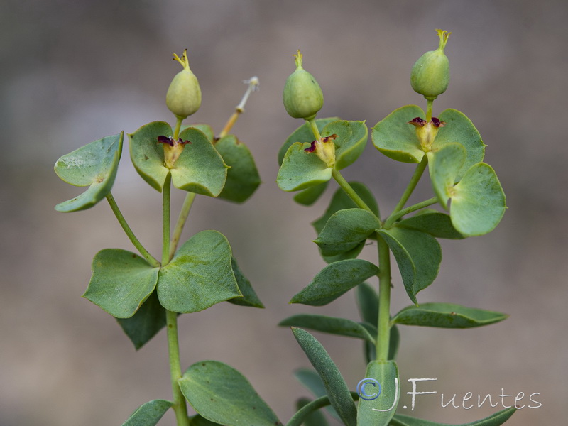 Euphorbia minuta minuta.07