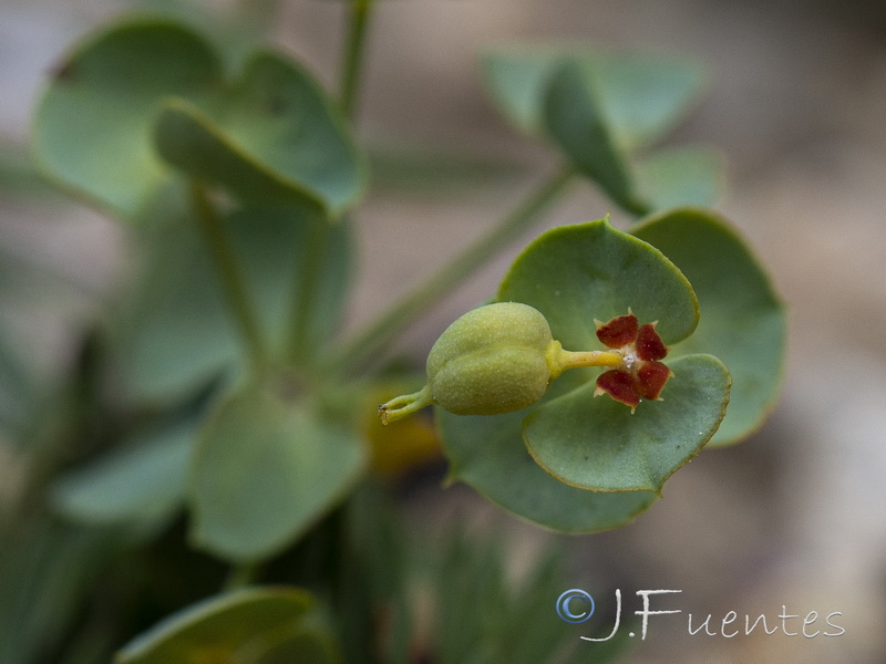 Euphorbia minuta minuta.08