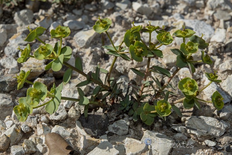 Euphorbia minuta minuta.03