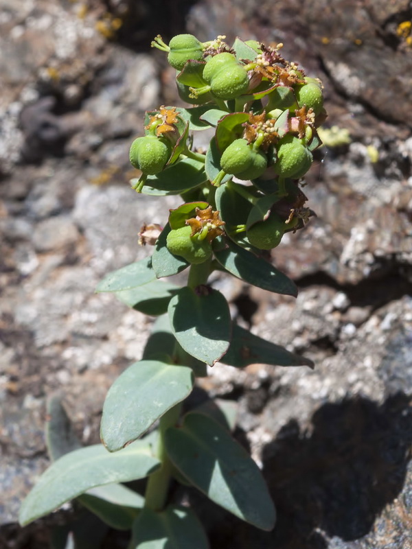Euphorbia nevadensis.19